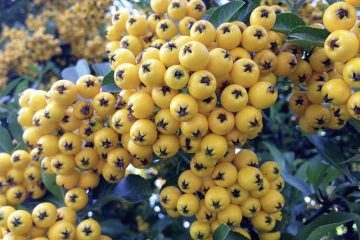 Soin des plantes Pyracantha