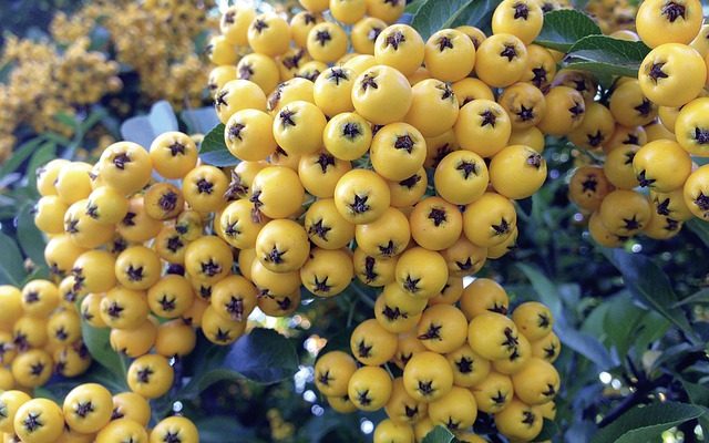 Soin des plantes Pyracantha