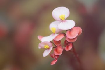 Soins des plantes d'intérieur pour les bégonias