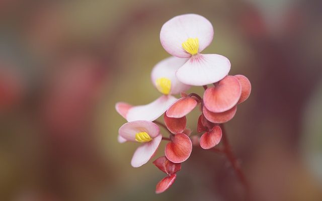 Soins des plantes d'intérieur pour les bégonias