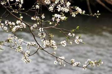 The Plants Animals That Live in Rivers