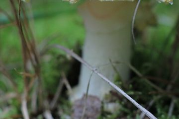 Traitements pour le mycète blanc d'ongle d'ongle