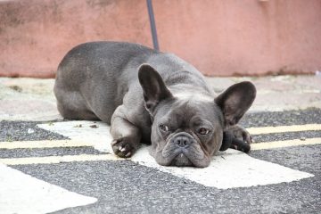 Traitements pour un abcès dans la glande anale canine.