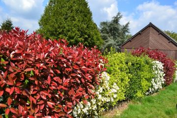 Variétés de Photinia