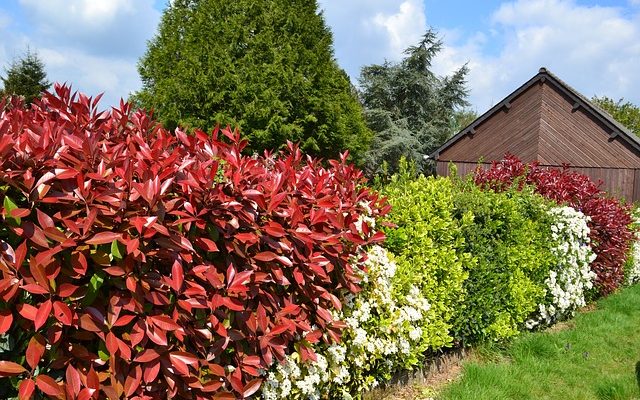 Variétés de Photinia