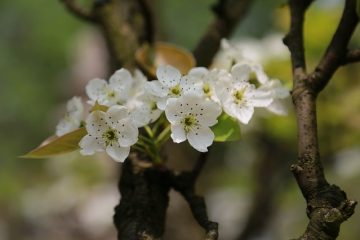 Variétés de pruniers à feuilles pourpres