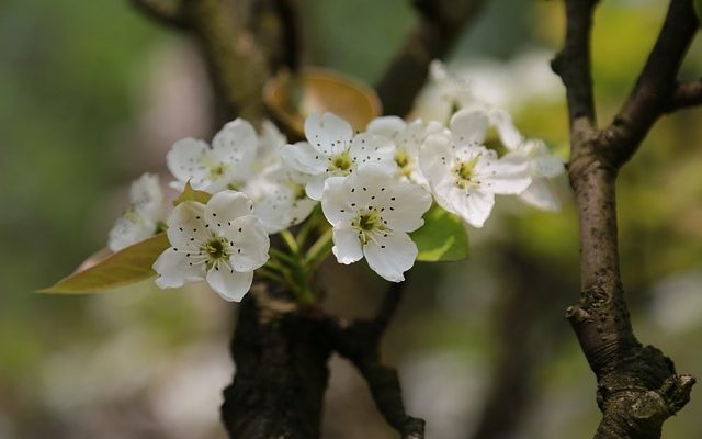 Variétés de pruniers à feuilles pourpres