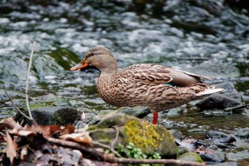 Ce qu'il faut nourrir les canards sauvages