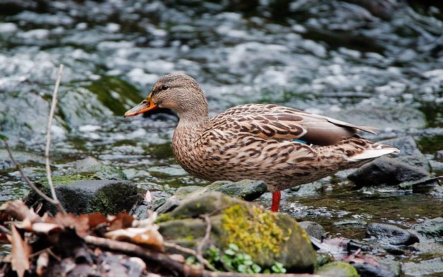 Ce qu'il faut nourrir les canards sauvages