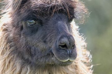 Combien coûte une greffe de cheveux ?