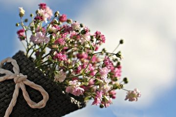 Combien de temps faut-il à un papaver somniferum pour qu'une graine fleurisse ?