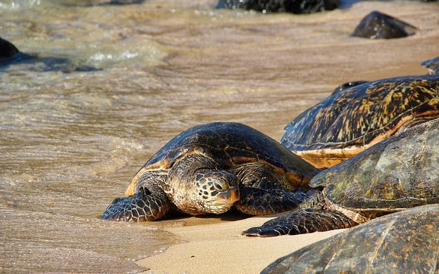 Comment ajuster les lunettes de soleil Maui Jim Maui Jim