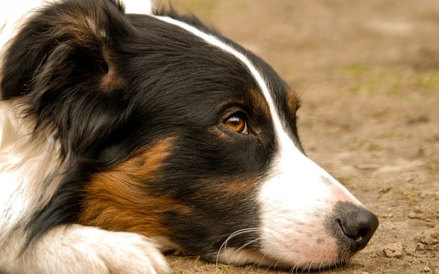 Comment calmer un Border Collie