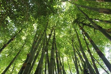 Comment découper les plantes de bambou