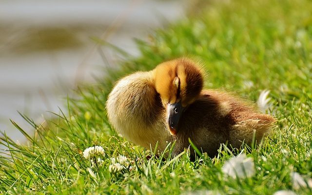 Comment dire le sexe d'un bébé canard colvert