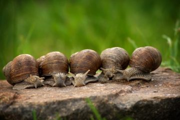 Comment durcir les coquilles pour la bijouterie