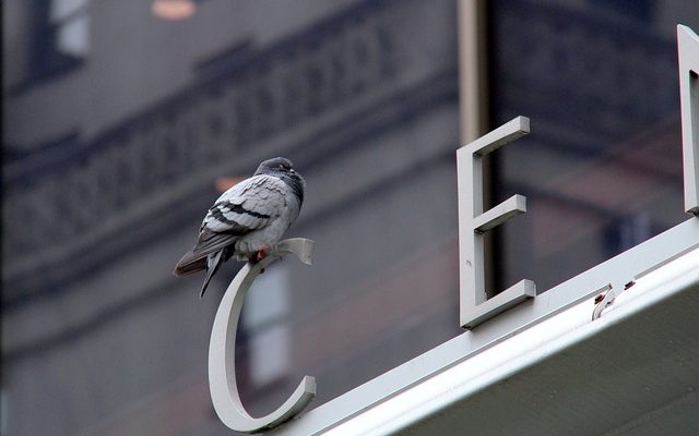 Comment empêcher les oiseaux de picorer sur les fenêtres