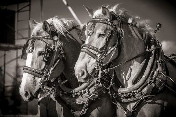 Comment enfiler un harnais pour chevaux