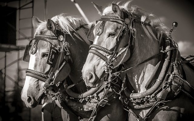 Comment enfiler un harnais pour chevaux