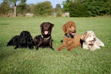 Comment entraîner un caniche miniature