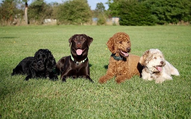 Comment entraîner un caniche miniature