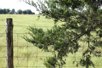 Comment entretenir une clôture en bois de cèdre