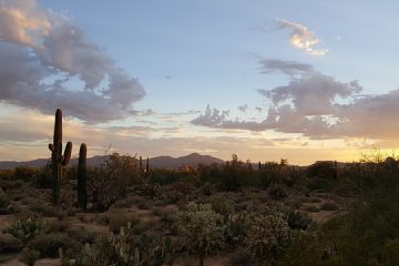 Comment faire pousser un Giant Saguaro Cactus Cactus Indoors