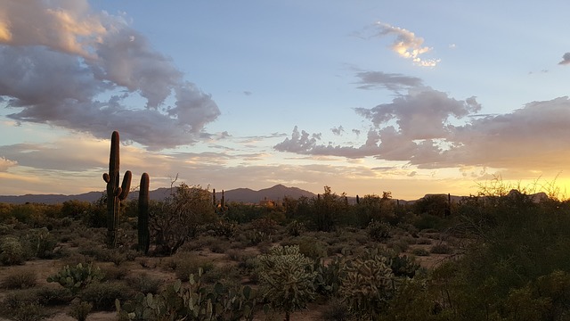 Comment faire pousser un Giant Saguaro Cactus Cactus Indoors