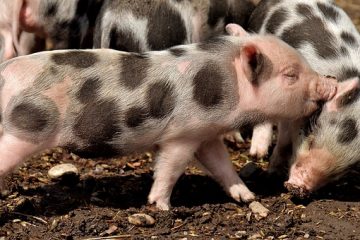 Comment faire un costume de porc pour enfant