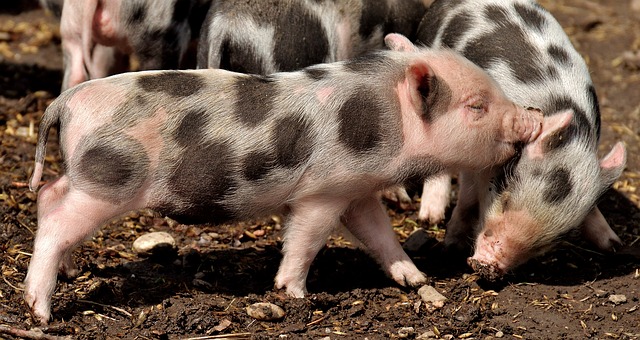 Comment faire un costume de porc pour enfant