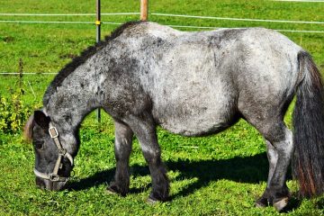 Comment faire une tête de cheval en peluche