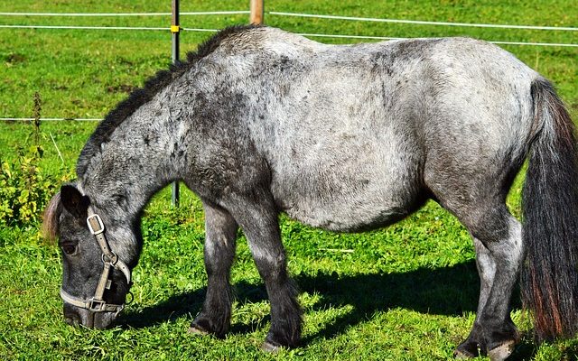 Comment faire une tête de cheval en peluche