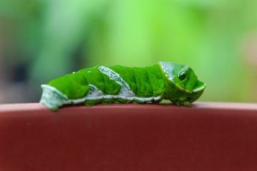 Comment identifier la chenille à cornes vertes.