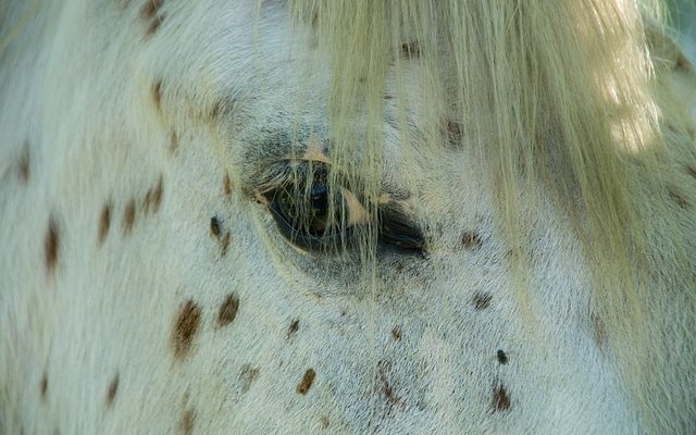 Comment nettoyer les faux vêtements souillés de sang