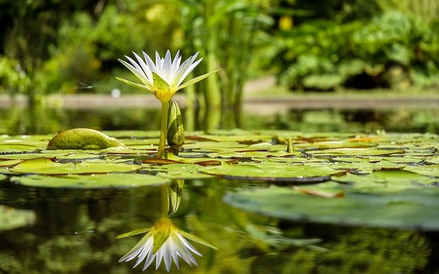 Comment planter des plantes aquatiques dans des étangs en plastique