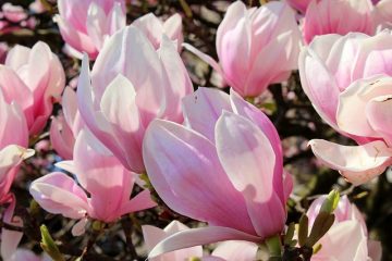 Comment planter un Arum Cornutum Cornutum