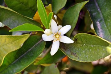 Comment prendre soin d'un Jasminum polyanthum