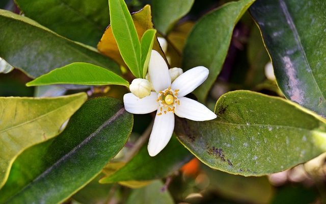 Comment prendre soin d'un Jasminum polyanthum