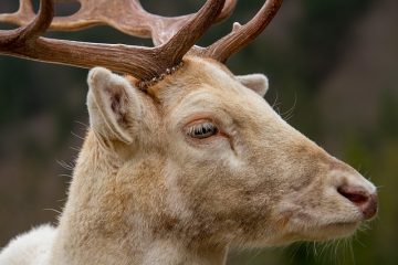 Comment puis-je assombrir le daim ?