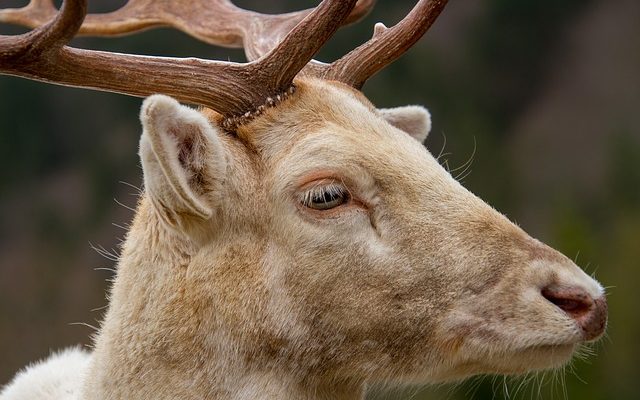 Comment puis-je assombrir le daim ?