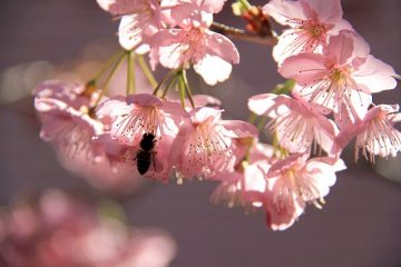 Comment raccourcir les arbres d'entraînement