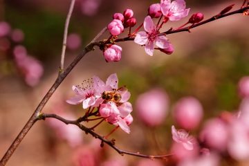 Comment repousser les abeilles