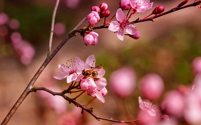 Comment repousser les abeilles