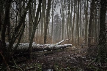 Comment savoir si un arbre est mort ou vivant ?