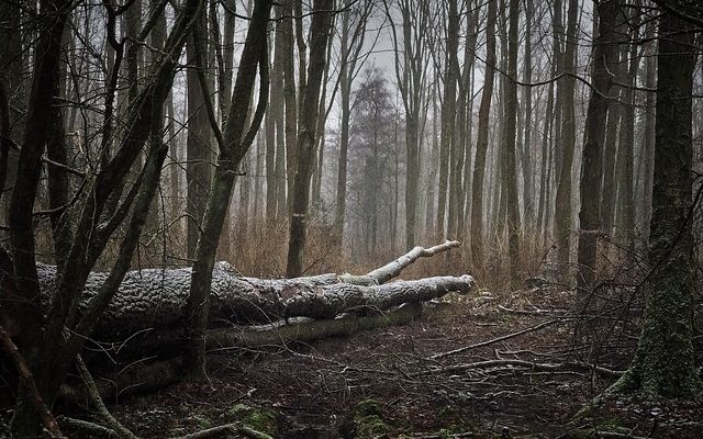 Comment savoir si un arbre est mort ou vivant ?