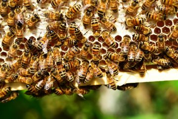 Comment se débarrasser des abeilles mellifères