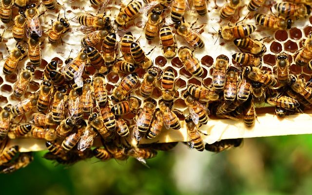 Comment se débarrasser des abeilles mellifères