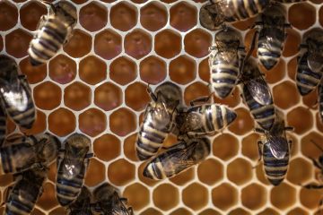 Comment séparer la cire d'abeille du miel ?