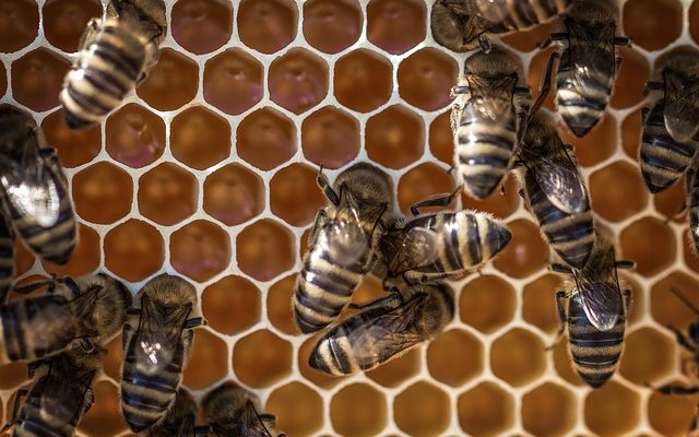 Comment séparer la cire d'abeille du miel ?