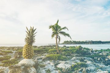 Comment s'occuper d'une plante de palmier à ananas